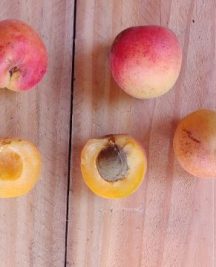 Paviot