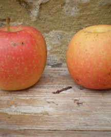 Rosso de Valgreghentino