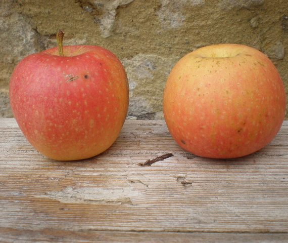Rosso de Valgreghentino