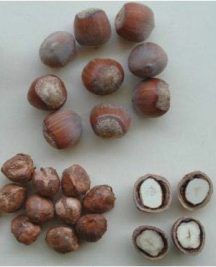 Castanyera (Sorre)