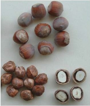 Castañera (Sorre)