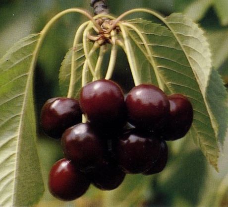 Mora de Vignola
